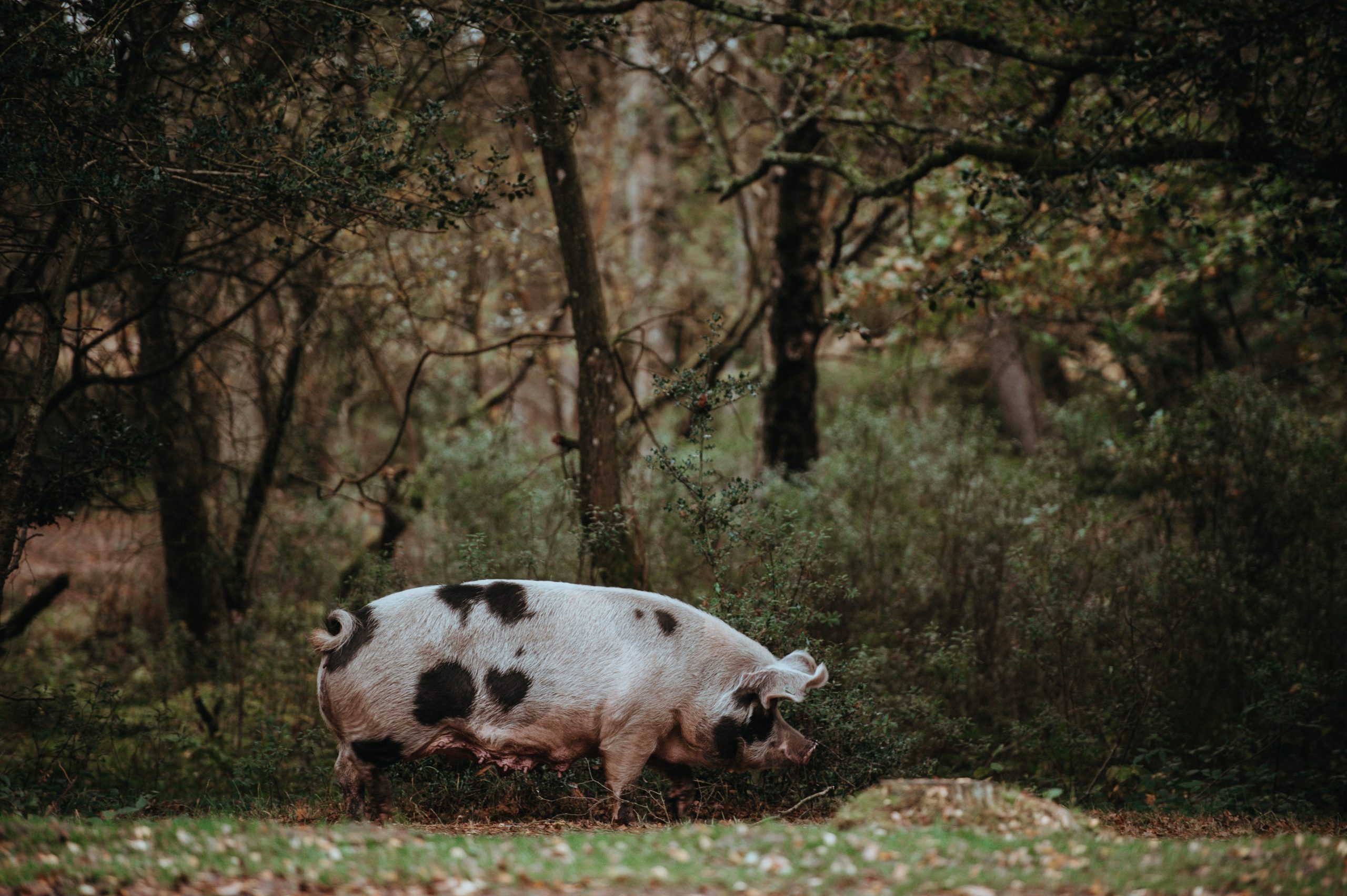 Descubre el Euskal Txerri o cerdo vasco