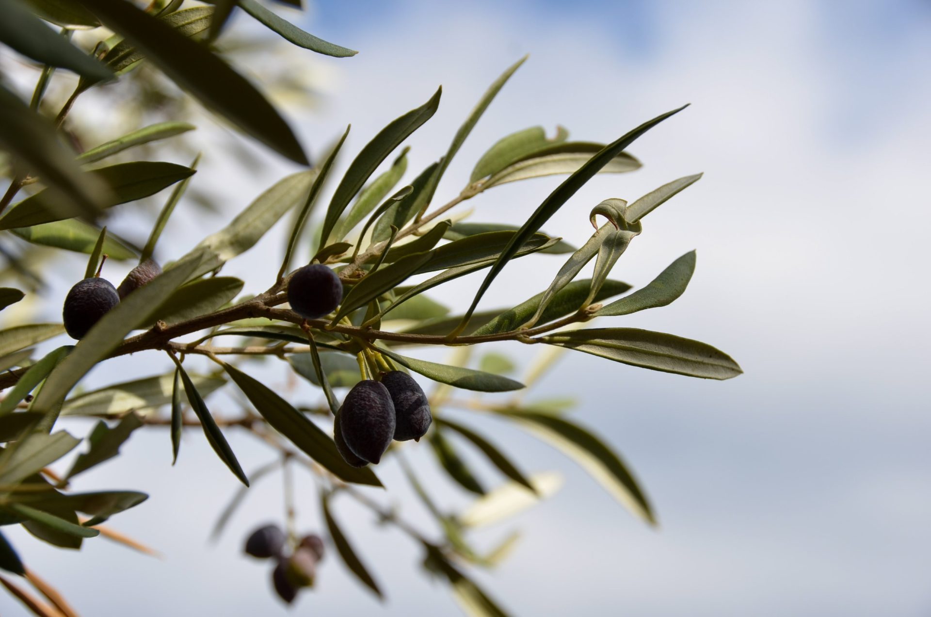 Aceituna negra, el aperitivo más nutritivo