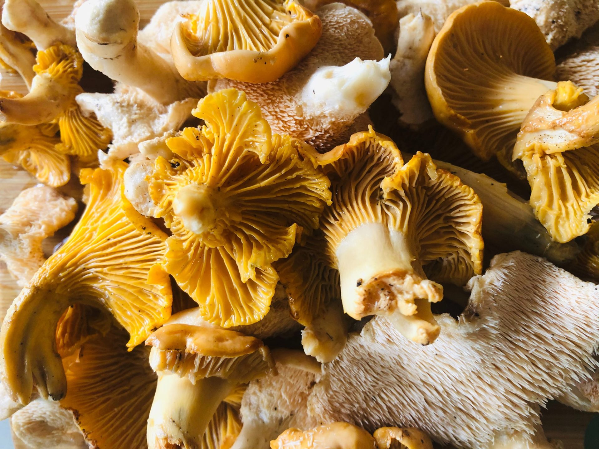 Dónde probar las mejores Cantharellus lutescens