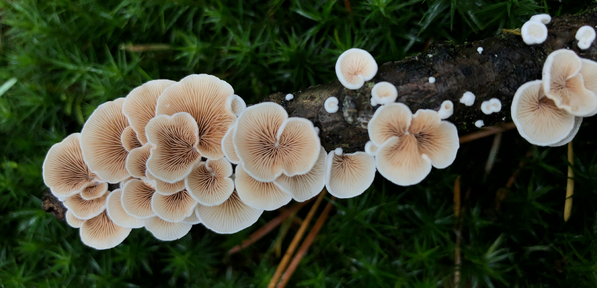 Sabores de otoño, revuelto de hongos